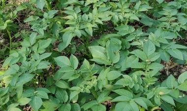 image_380x226_65ae4e42d32e1