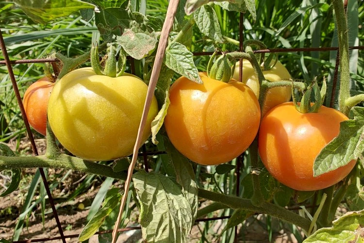 image_750x500_65f417b04515d