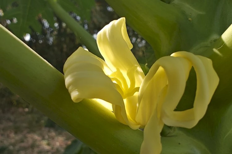 image_750x500_660e750040d54