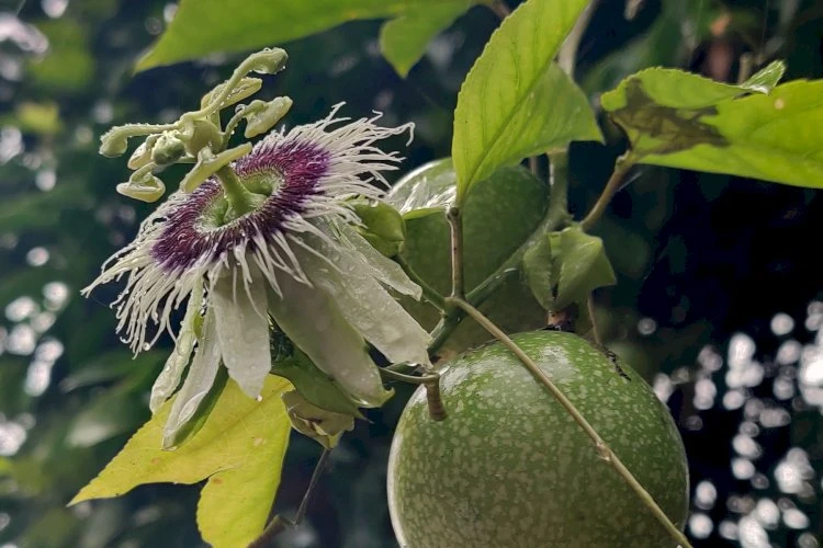 image_750x500_66dd57013089d